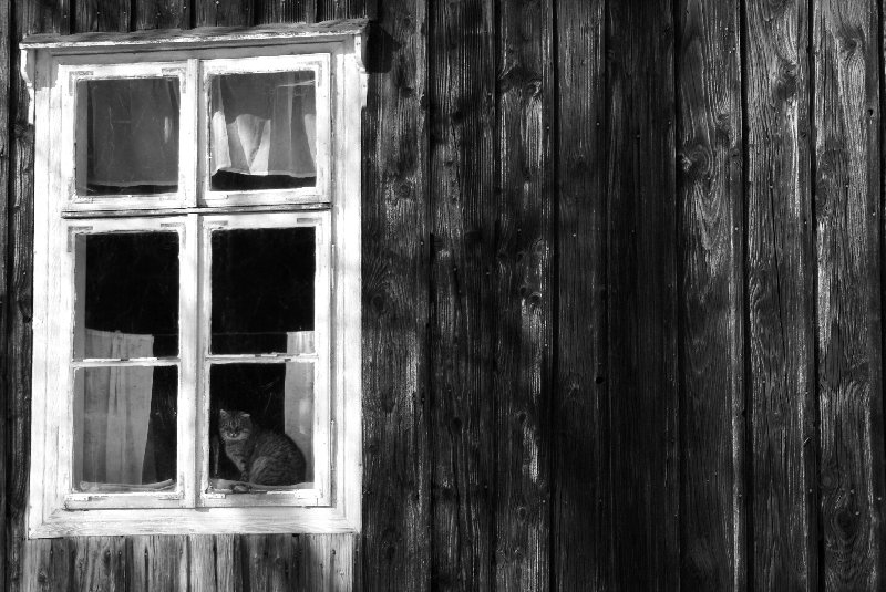 kat.jpg - SONY DSC