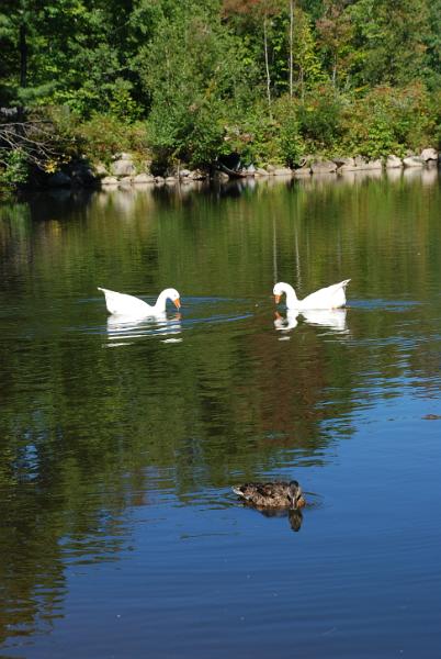 DSC_0252.JPG