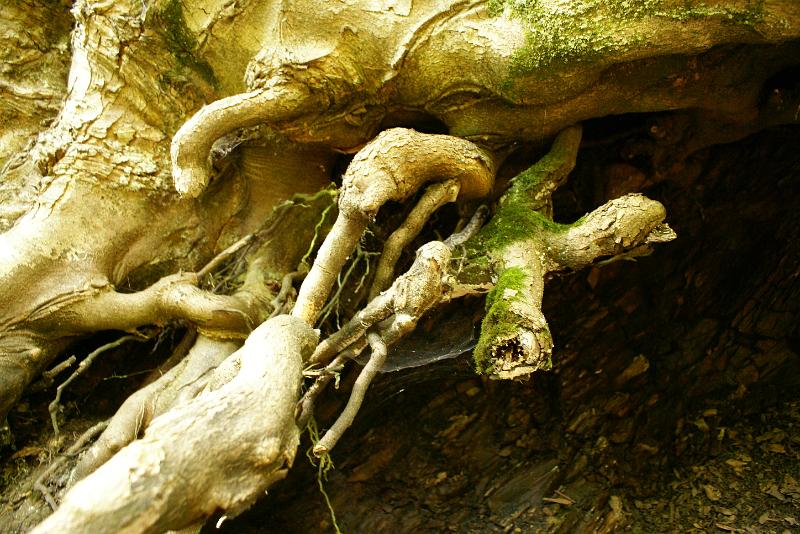 DSC04906.JPG
