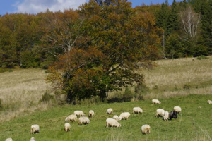 Wypas owiec w Bieszczadach