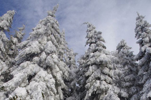 Zasypane śniegiem świerki w Bieszczadach